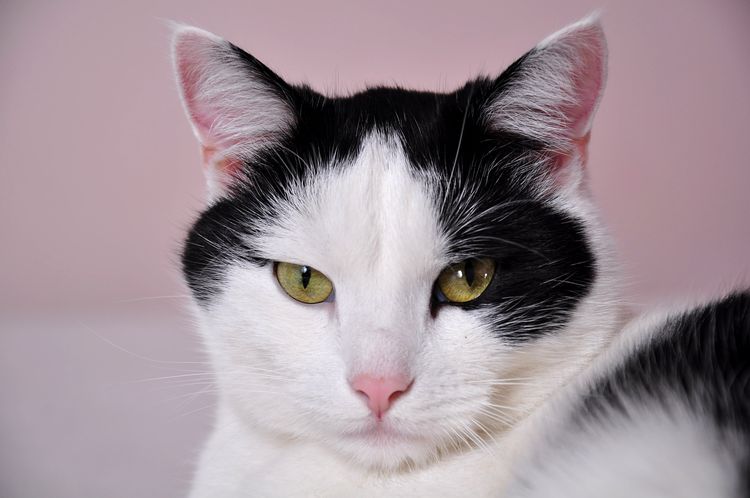 Gato blanco y negro