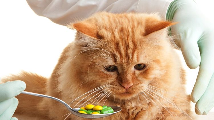 Der Katze werden Tabletten angeboten