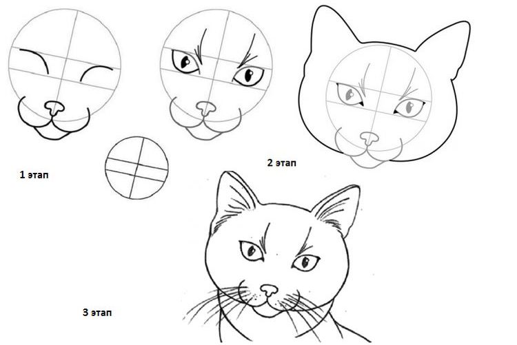 Taller: cómo dibujar la cara de un gato paso a paso