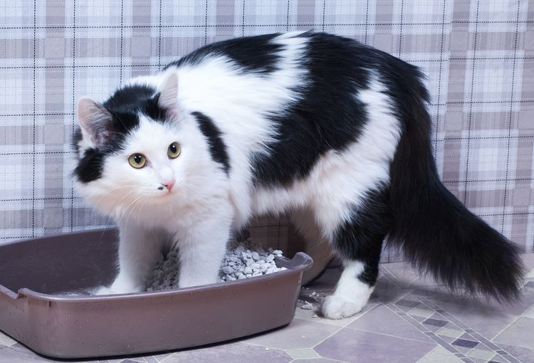 El gato escarba en el arenero