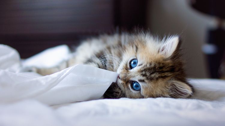 Gatito en la cama