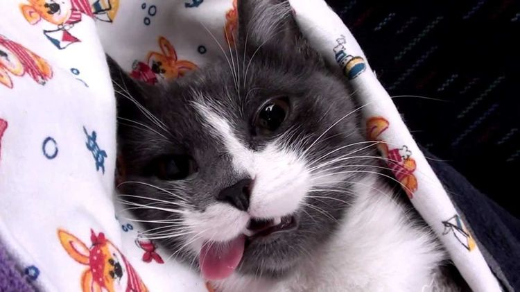 El gato después de la anestesia