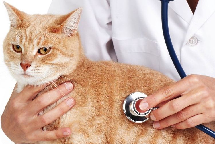 Examen del gato por el veterinario