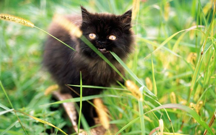 Schwarze Katze frisst Gras