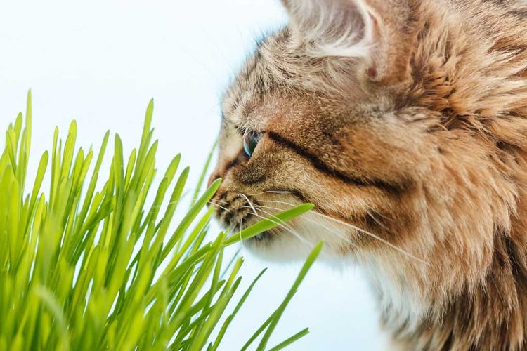 Gras für die Katze