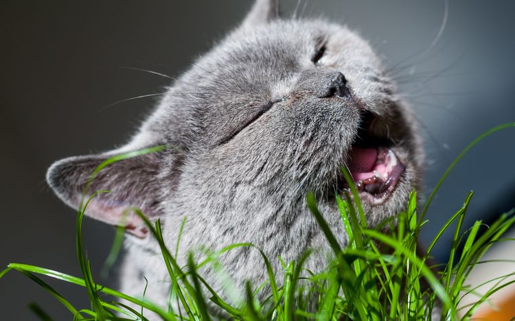 Kater frisst Gras