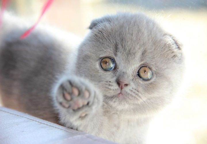 Gatito británico de orejas caídas