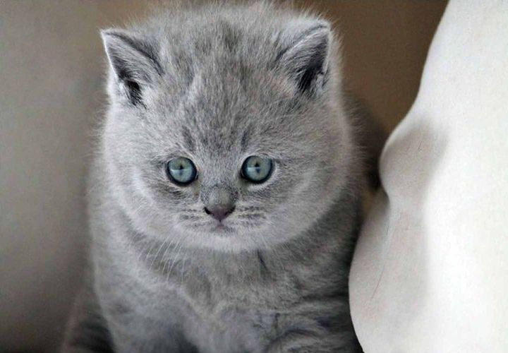 Gatito grande de raza británica
