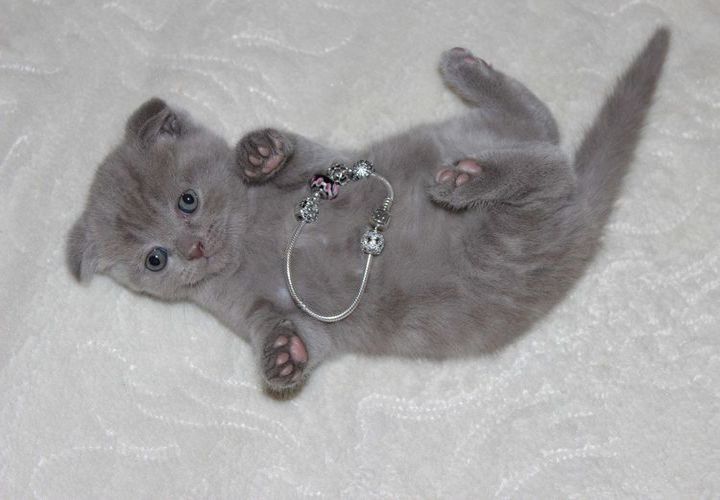 Gatito británico de orejas caídas