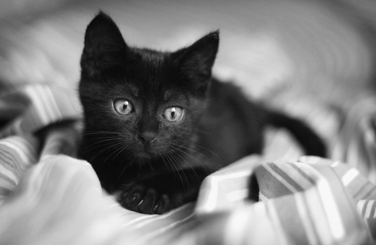 Hermoso gatito negro
