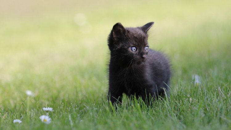 Gatito negro con ojos azules
