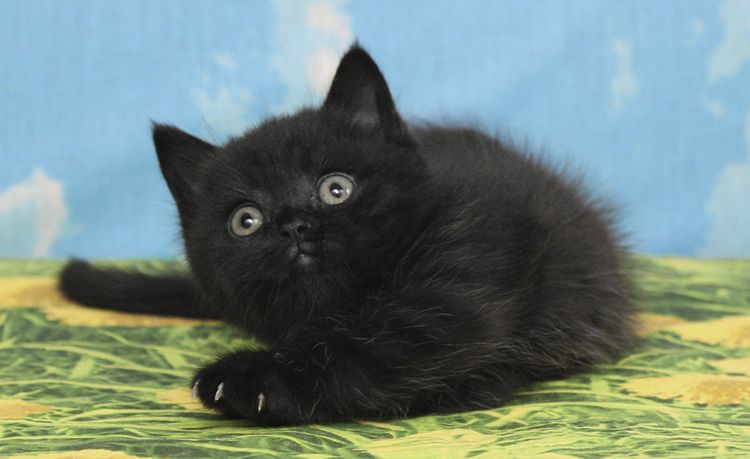 Gatito británico negro