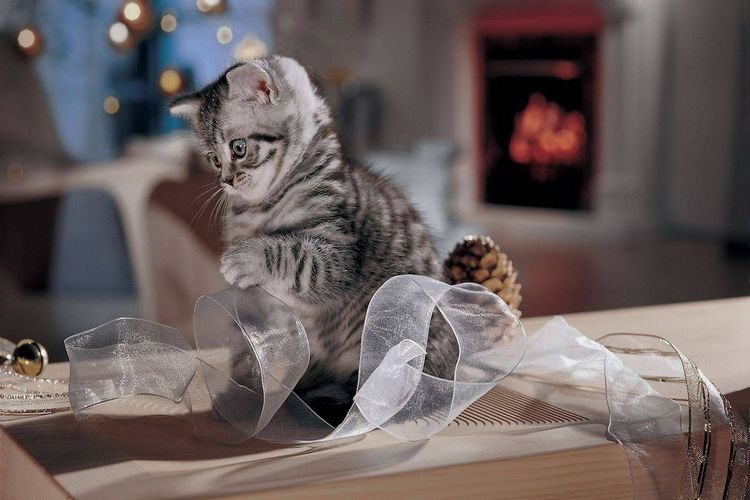 Gatito gris con cinta
