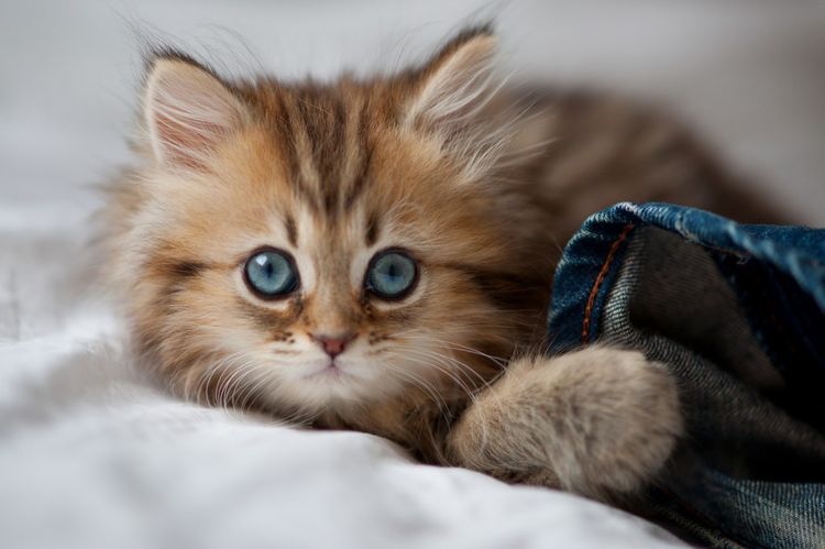 Gatito esponjoso con ojos azules