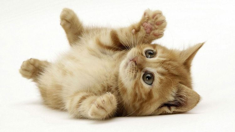 Un gatito rojo está tumbado
