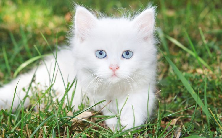 Gatito blanco en la hierba