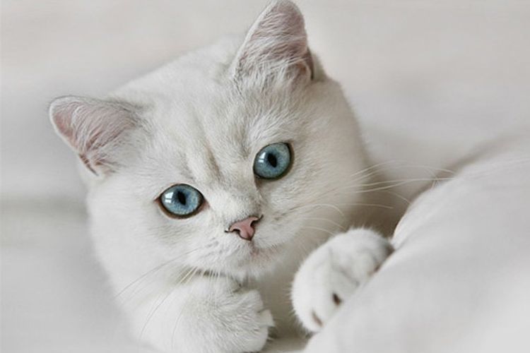 Gato blanco de ojos azules