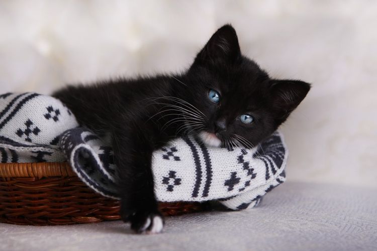 Gatito negro en una cesta
