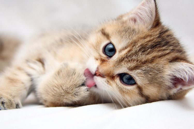 Gatito naranja de ojos azules