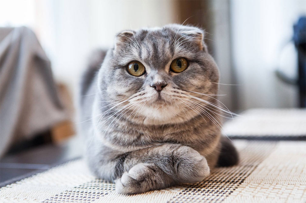 Nombres élficos para gatos de orejas caídas
