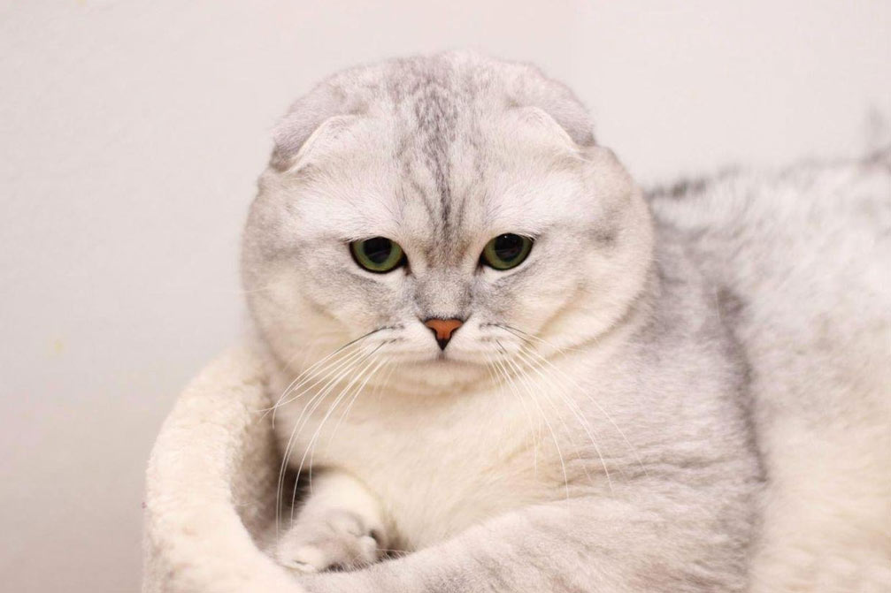 Nombres bonitos para un gatito escocés de orejas caídas de color blanco