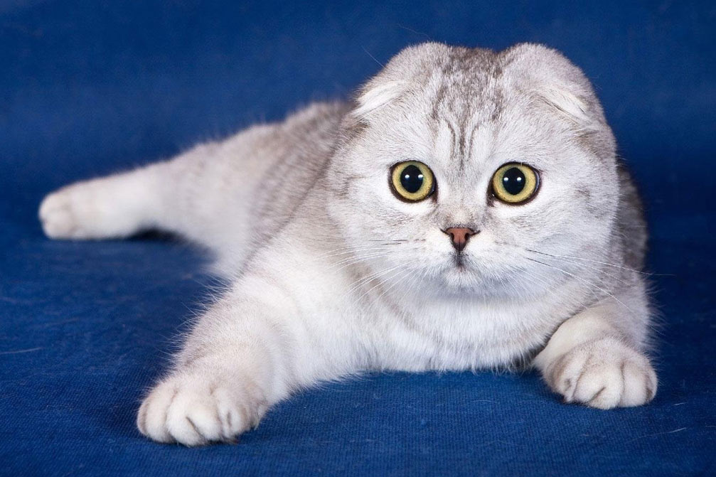 Nombres bonitos y poco comunes para gatos y gatas escoceses de orejas caídas