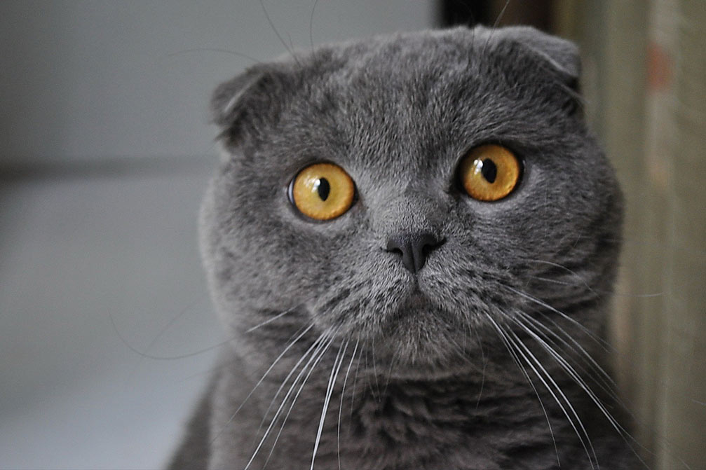 Nombres bonitos para un gatito escocés de orejas caídas de color ceniza