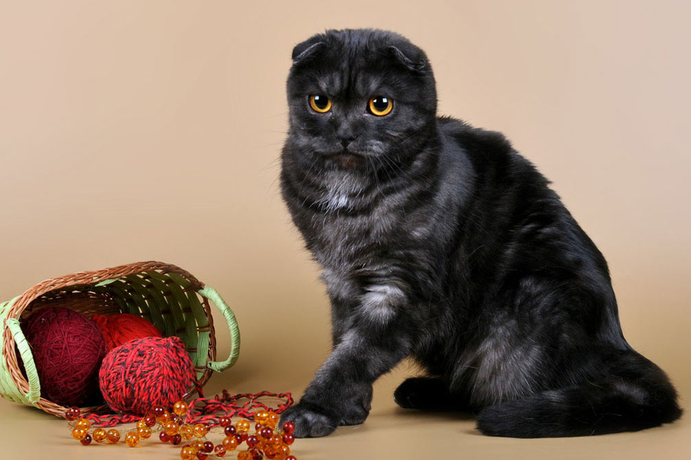 Nombres bonitos para un gatito escocés de orejas caídas de color negro