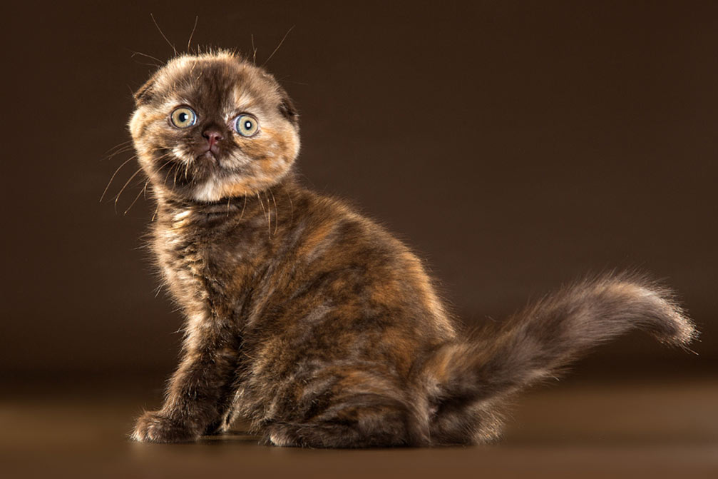 Hermosos nombres para un gatito escocés de orejas caídas de color carey