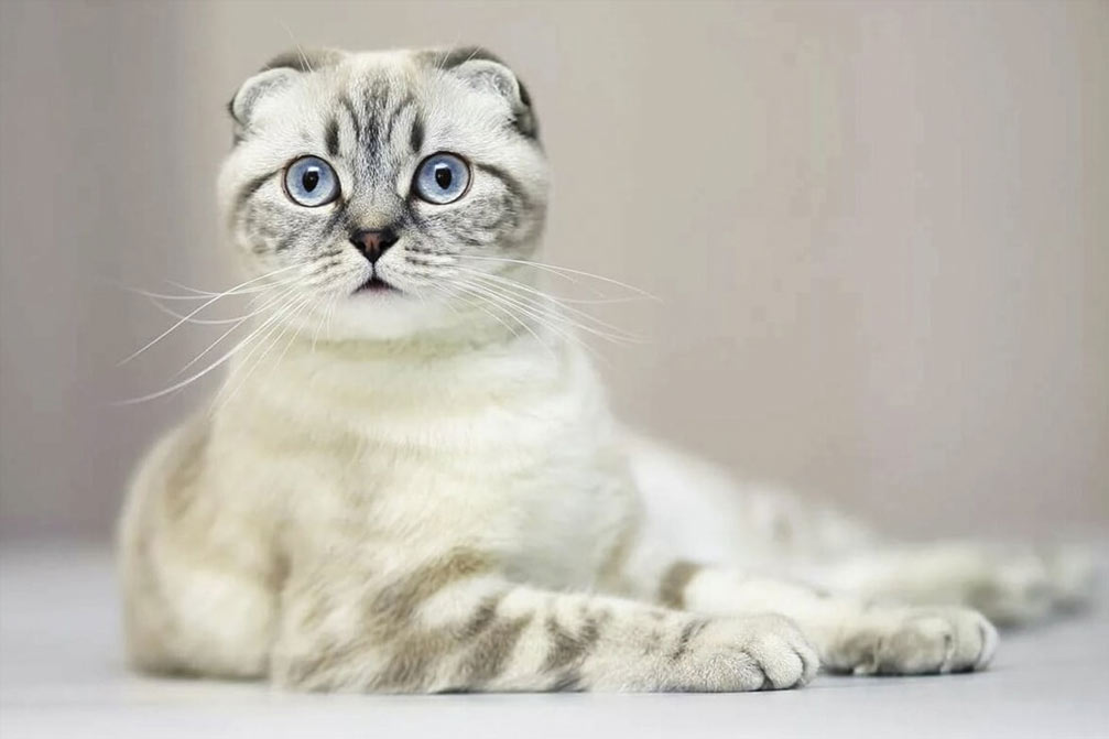 Nombres nobles y divertidos para gatos escoceses de orejas caídas