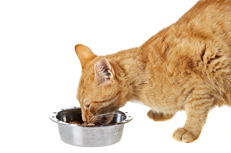 El gato come alimento