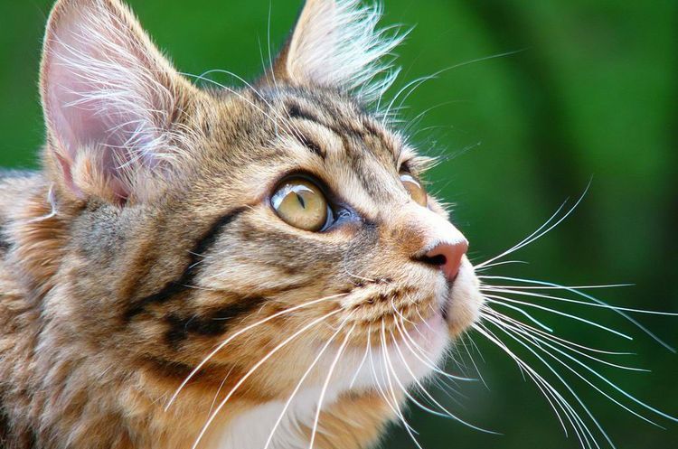 Gato