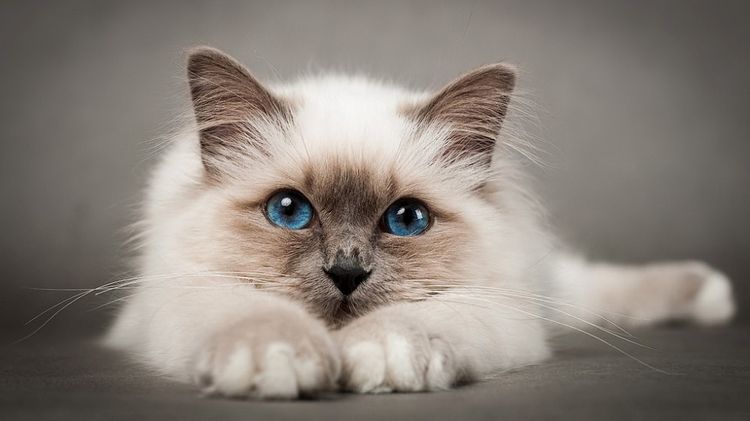 Gato de ojos azules
