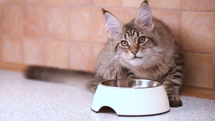 Maine Coon come alimento