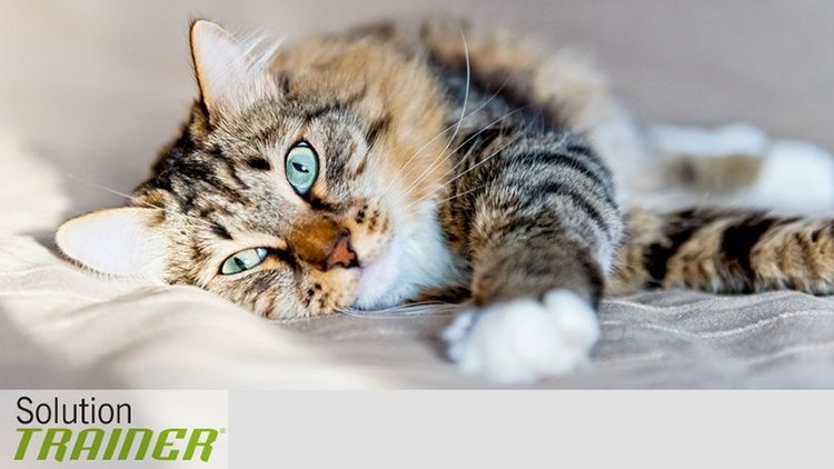 Comida para gatos Trainer