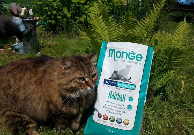 Gato y comida Monge