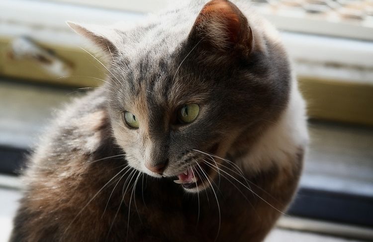 Gata agresiva