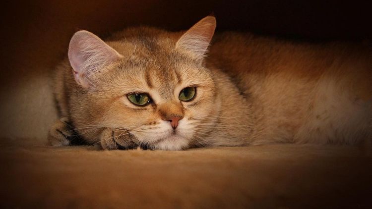 Gato triste
