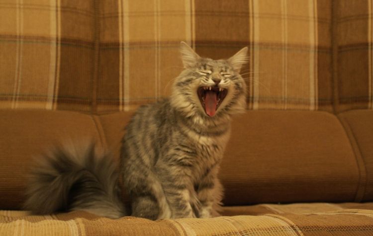 El gato maúlla fuerte