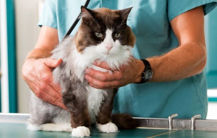 El gato en la consulta del veterinario