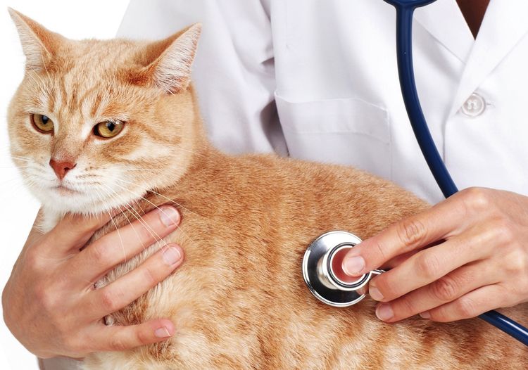 Examen del gato por el veterinario