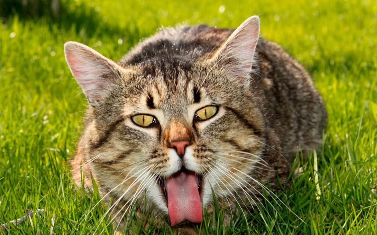 Vómito en el gato doméstico