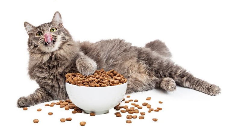 Gata junto al cuenco con comida