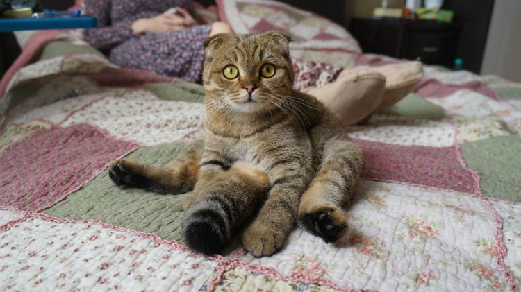 Katze sitzt
