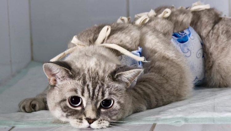 Katze nach der Operation
