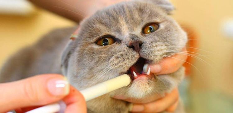 Wie wird die Suspension einer Katze verabreicht?