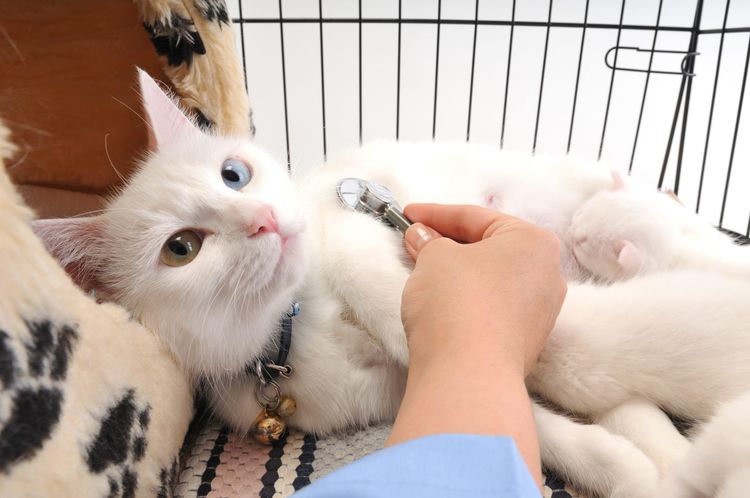 Katze beim Tierarzt