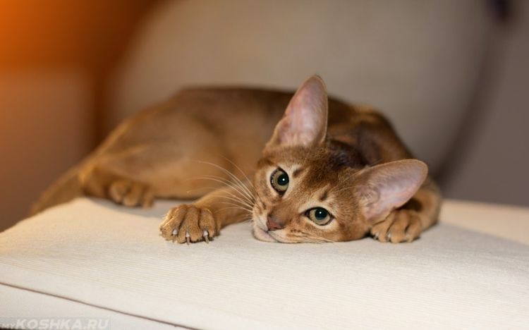 Apathie bei der Katze