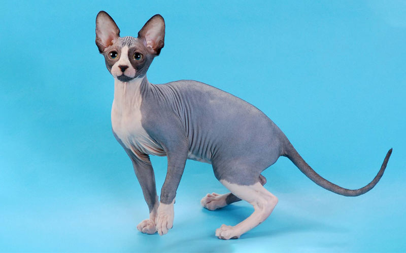 Sphynx canadiense