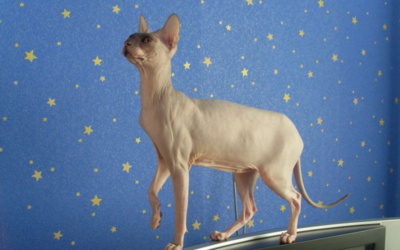 Donskoy Sphynx